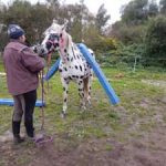 Natural Horsemanship: Mit 7 Spielen zu mehr Vertrauen 
