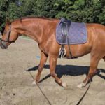 Statisches Faszientraining, Horse Bodyforming mit Franz Grünbeck